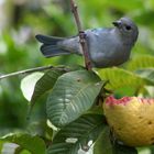 Que rica guayaba!!