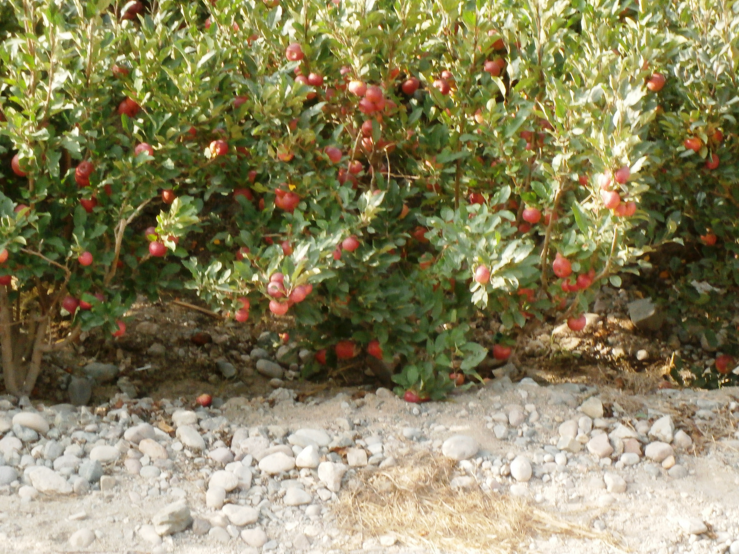 Que rica manzana, de ella se hace mermelada, compotas, vino, vinagre, y se puede comer al natural.