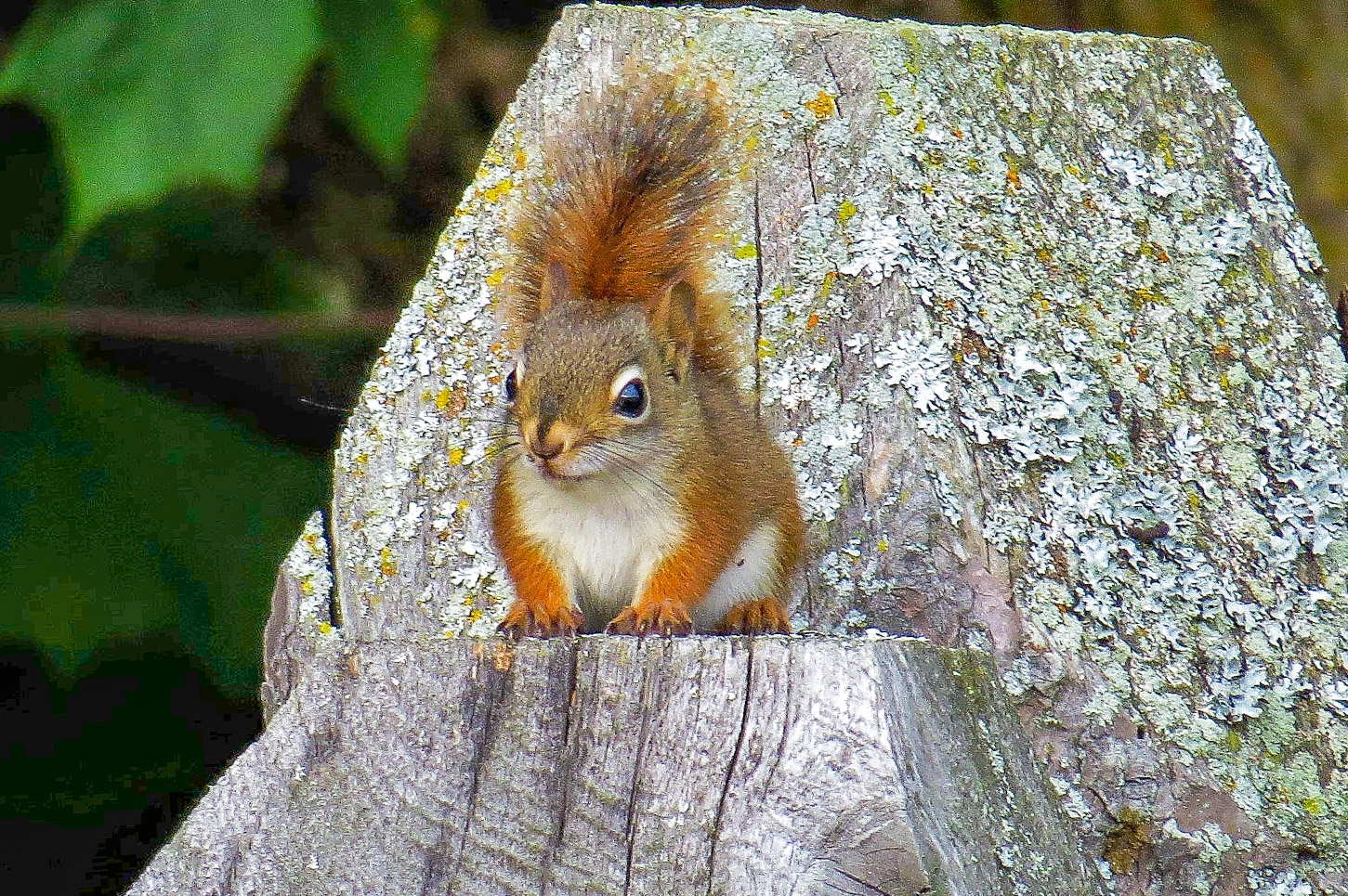 Quebec Eichhörnchen 