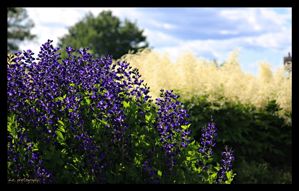 Quebec Flowers