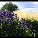 Quebec Flowers