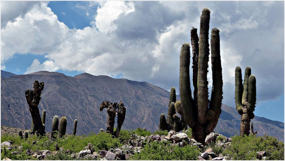 Quebrada de Humahuaca 10...............