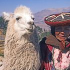 Quechua-Indianerin mit Lama, Cuzco, Peru