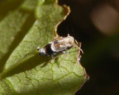 Quecken-Spornzikade (Dicranotropis cf. hamata)