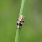 Queckenspornzikade (Dicranotropis hamata) auf Grashalm