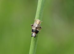 Queckenspornzikade (Dicranotropis hamata) auf Grashalm