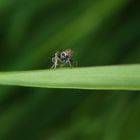 Queckenspornzikade (Dicranotropis hamata) auf Grashalm