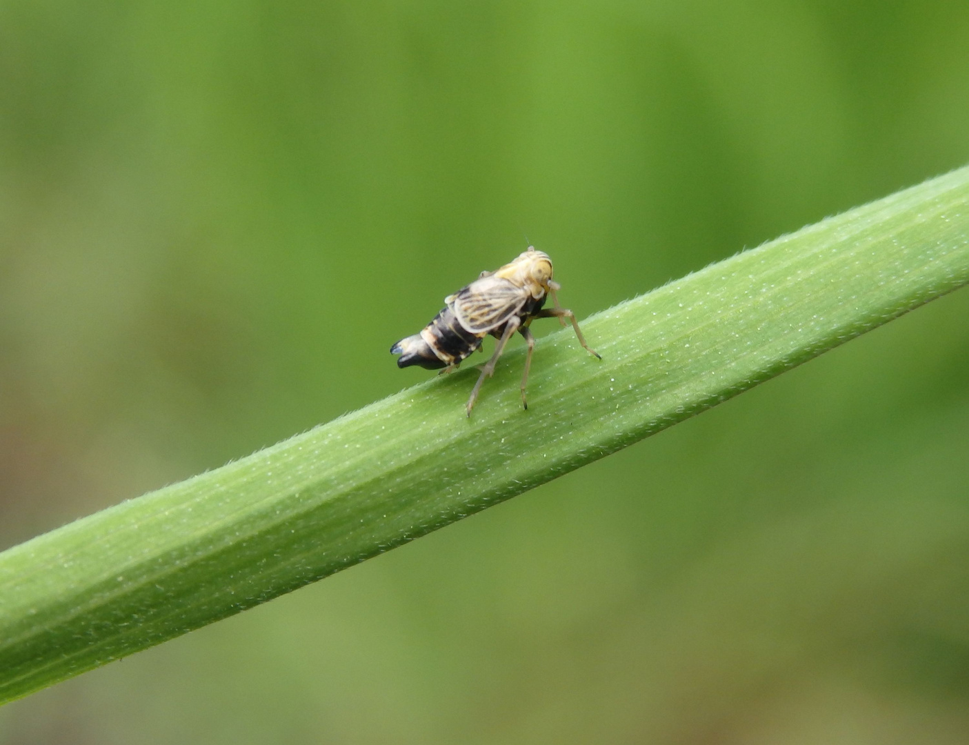 Queckenspornzikade (Dicranotropis hamata) auf Grashalm