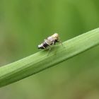 Queckenspornzikade (Dicranotropis hamata) auf Grashalm