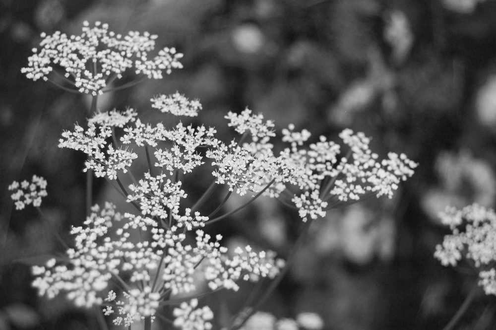 Queen Anne's Lace