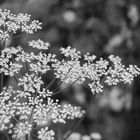 Queen Anne's Lace