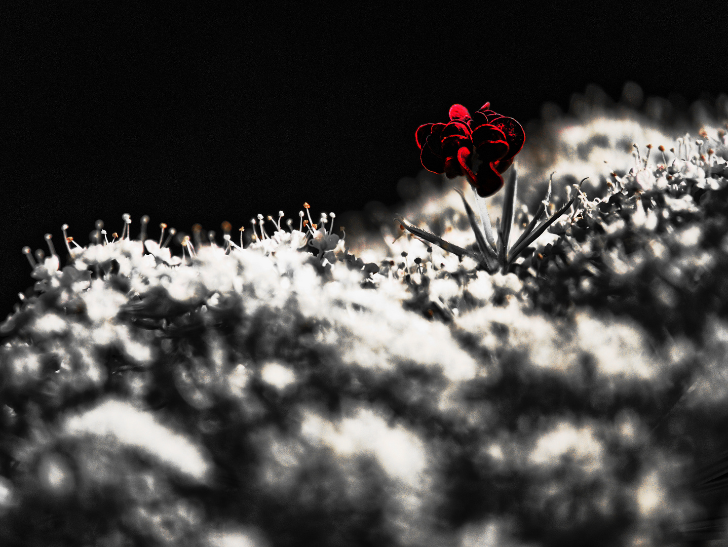 Queen Anne's lace