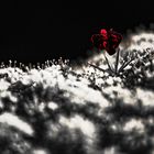 Queen Anne's lace