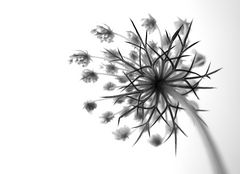 Queen Anne’s Lace