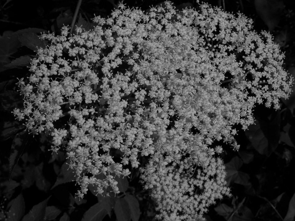 Queen Ann's Lace