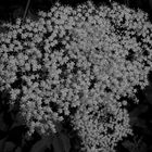 Queen Ann's Lace