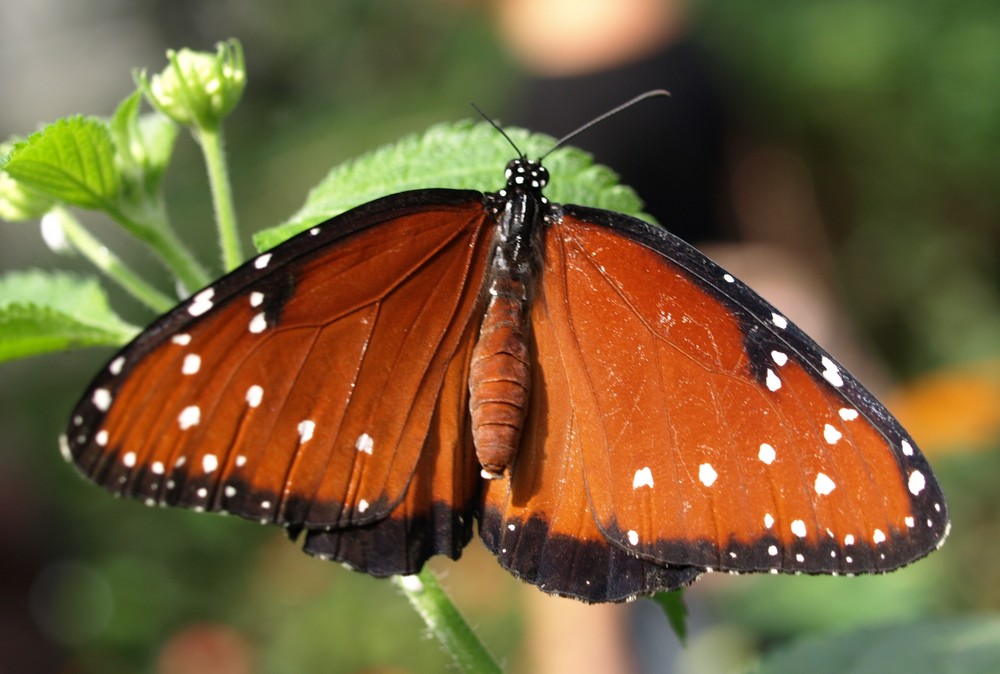 QUEEN BUTTERFLY