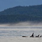 Queen Charlotte Strait