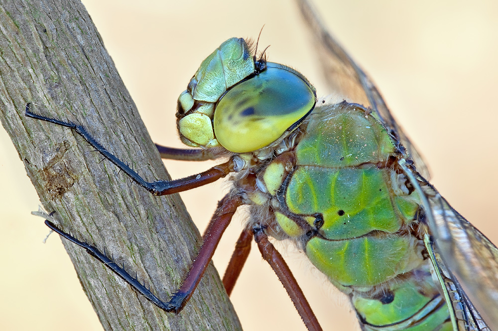 Queen Close-Up