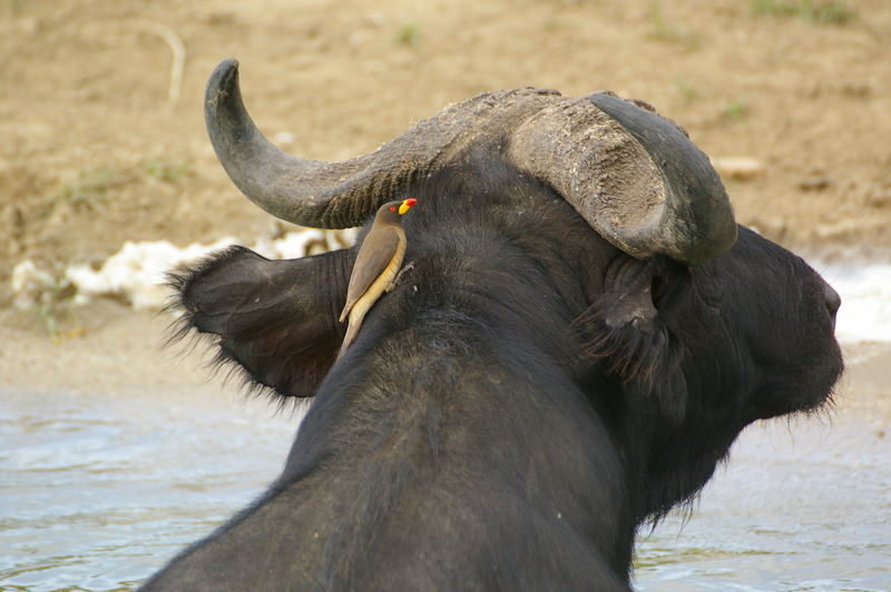 Queen Elisabeth National Park, Uganda