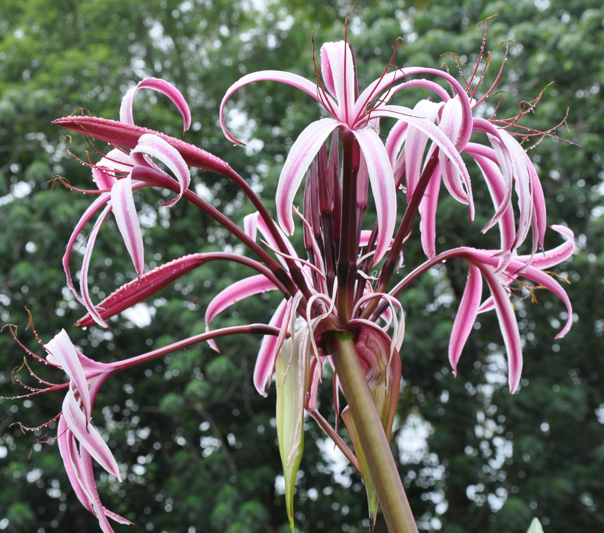 Queen Emma Lily - Crinum augustum