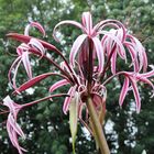 Queen Emma Lily - Crinum augustum