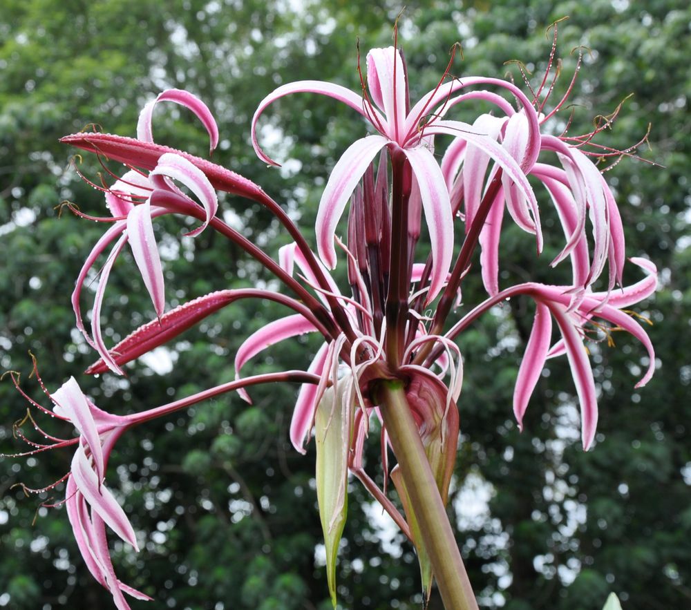 Queen Emma Lily Crinum augustum photo & image plants, fungi