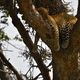 Masai Mara 2018