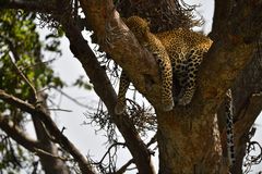 Masai Mara 2018