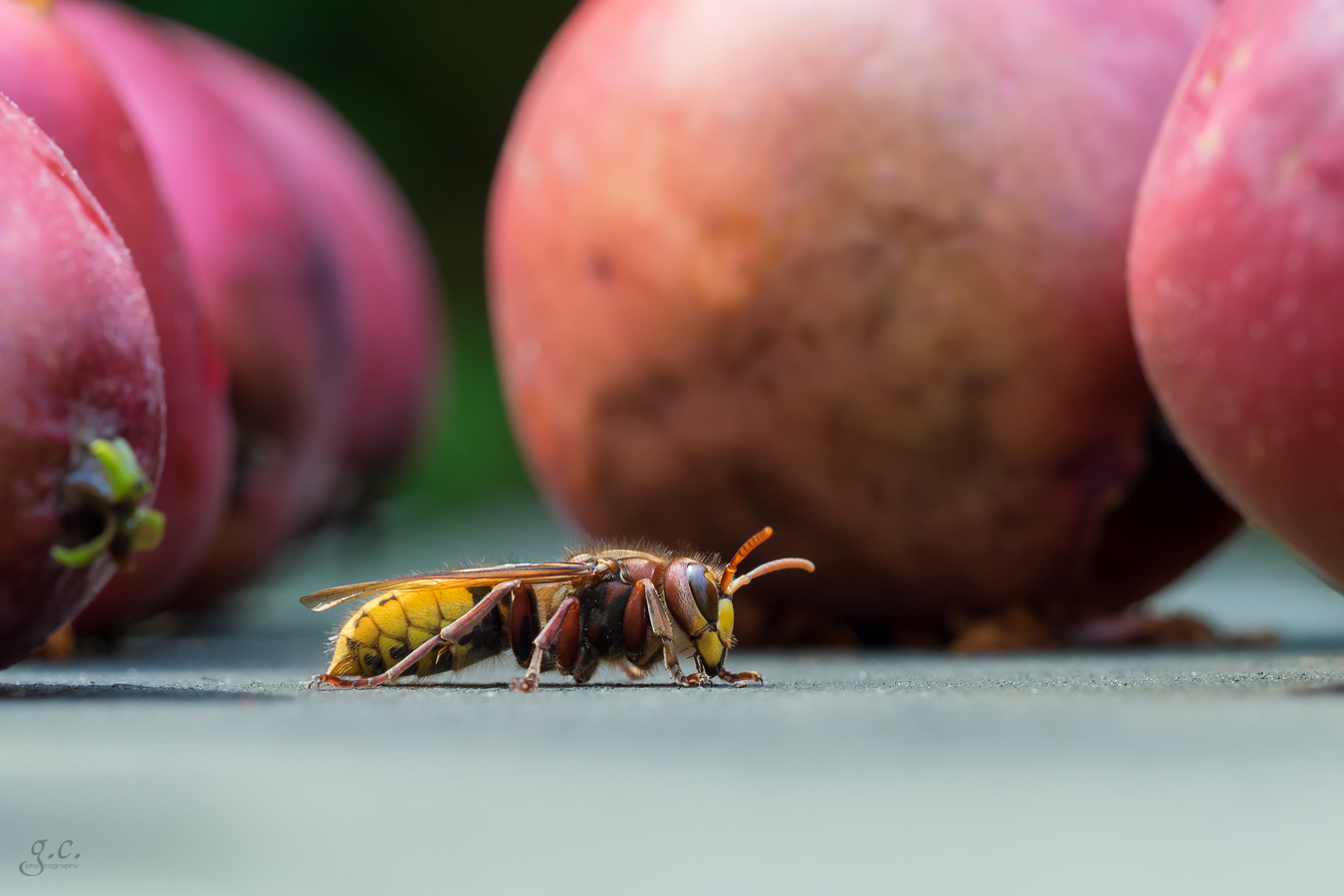 Queen-Hornet