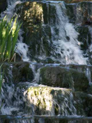 Queen Mary Rose Garden (Waterfall)