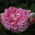 Queen of Denmark - Alba-Rose,