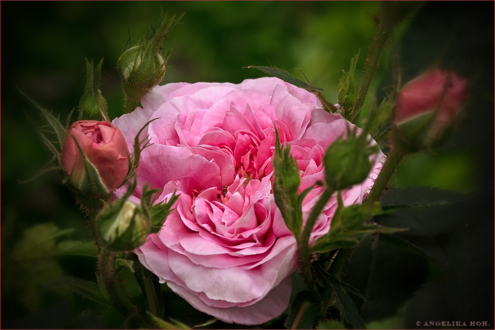 Queen of Denmark rose ....