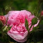 Queen of Denmark rose ....