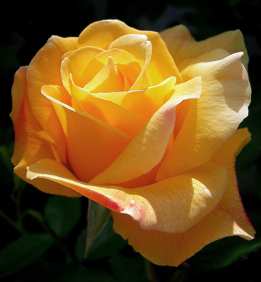 Queen of Roses Foto & Bild pflanzen, pilze & flechten, blüten