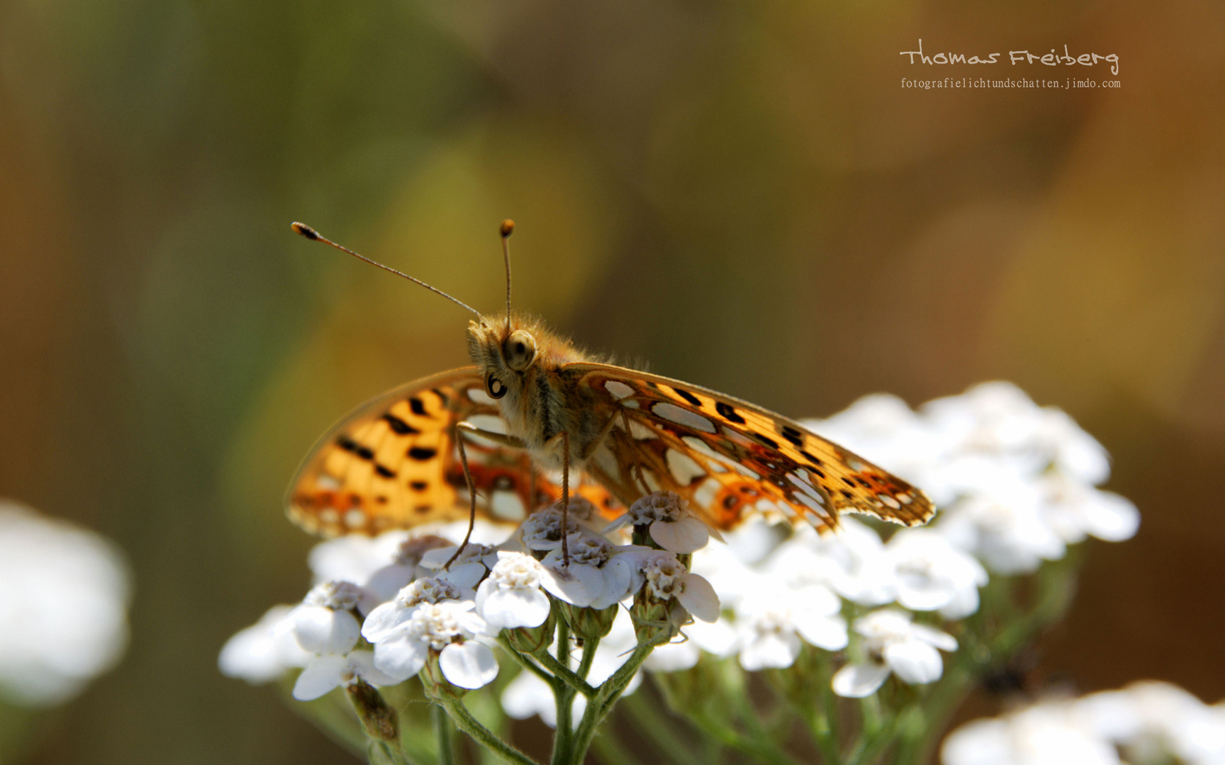 Queen of Spain Fritillary (Issoria lathonia)