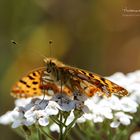 Queen of Spain Fritillary (Issoria lathonia)