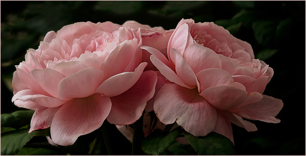 Queen of sweden - Rose  aus meinem Garten...