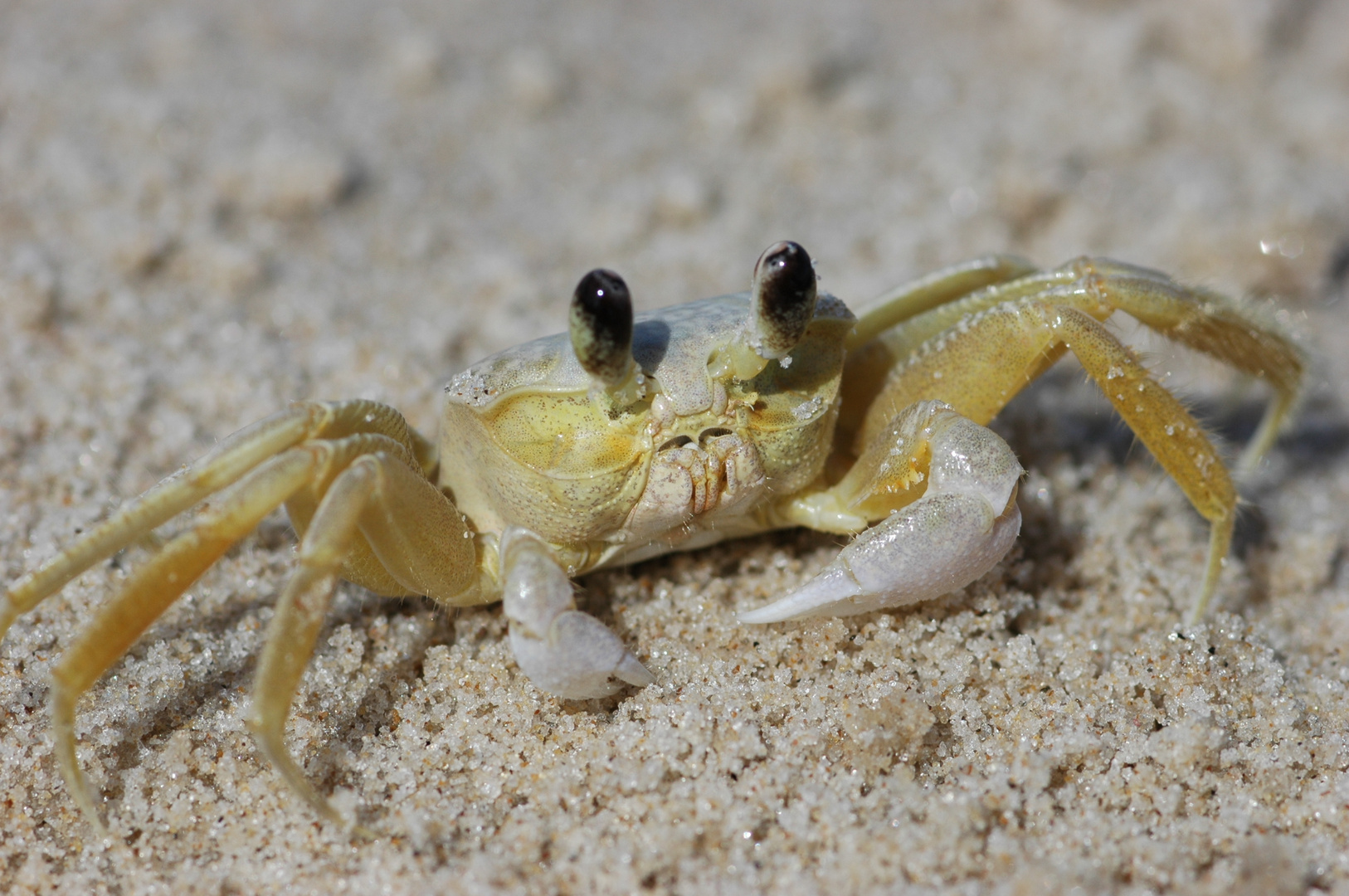 Queen of the beach!