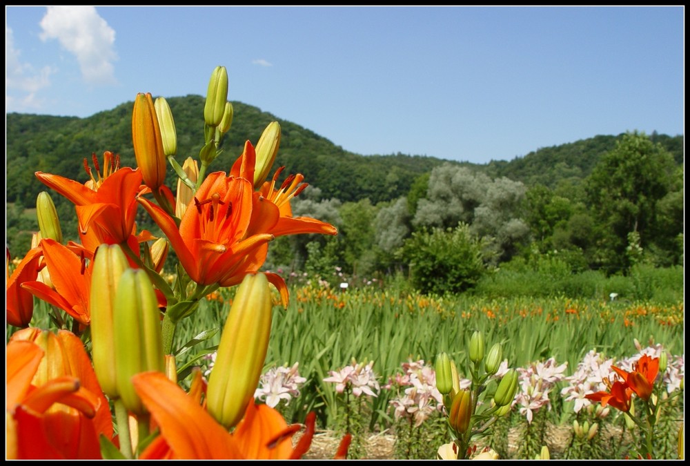 Queen of the Flowers (1)