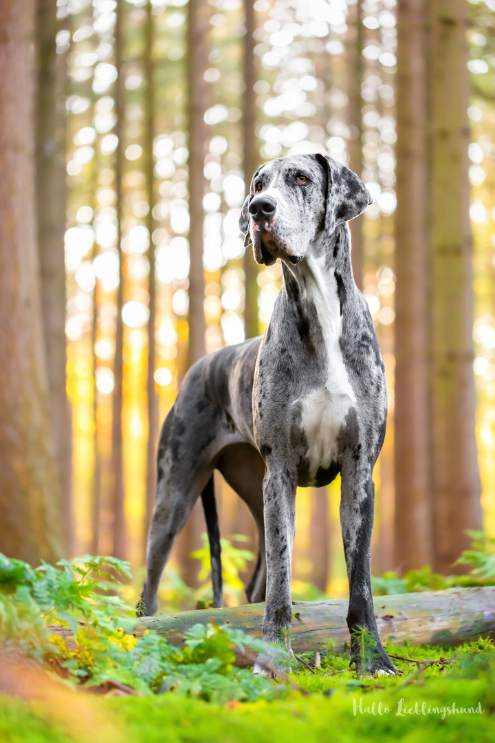 Queen of the forest