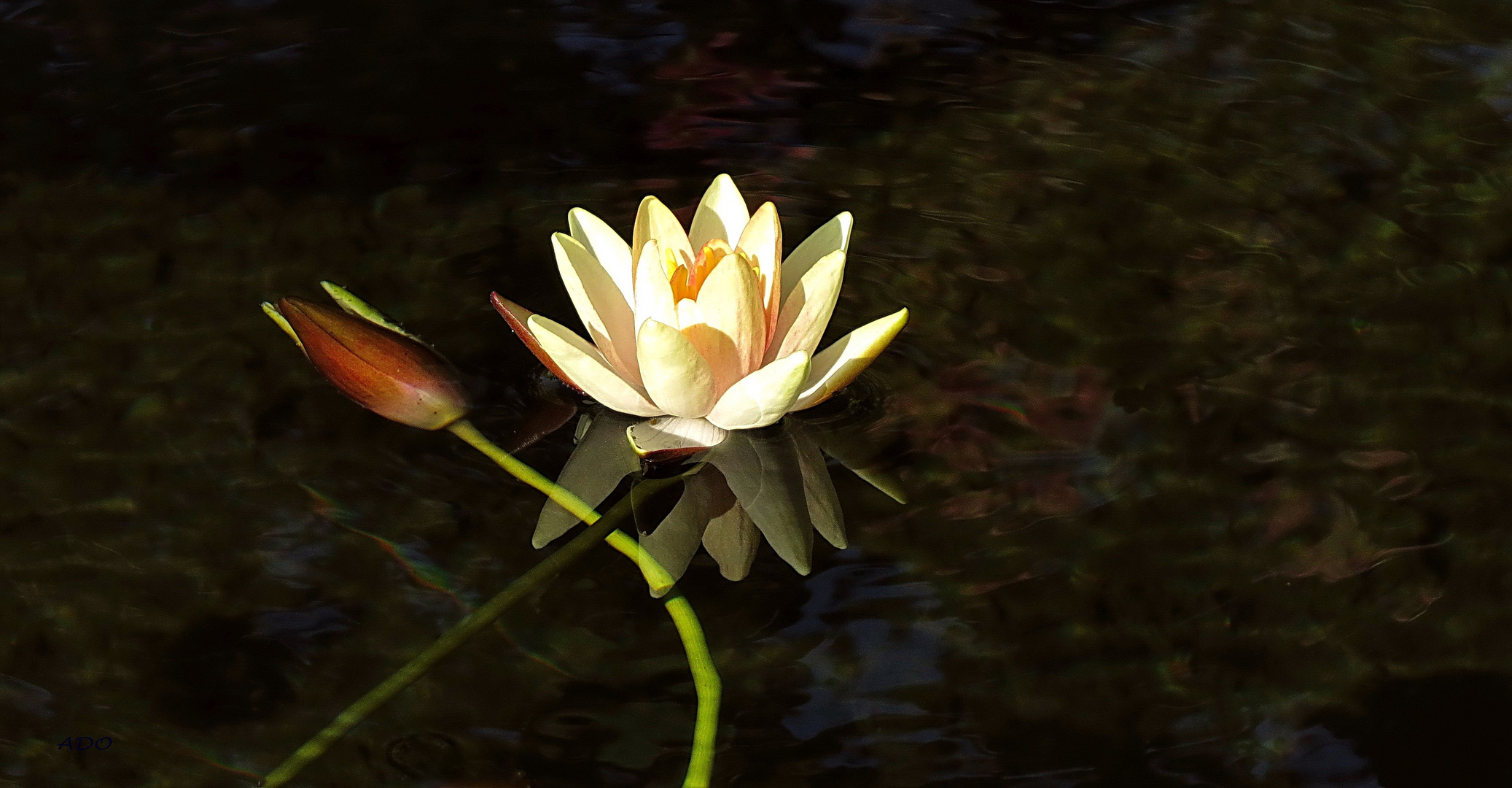 Queen of the Pond (2)