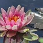 Queen of the Pond