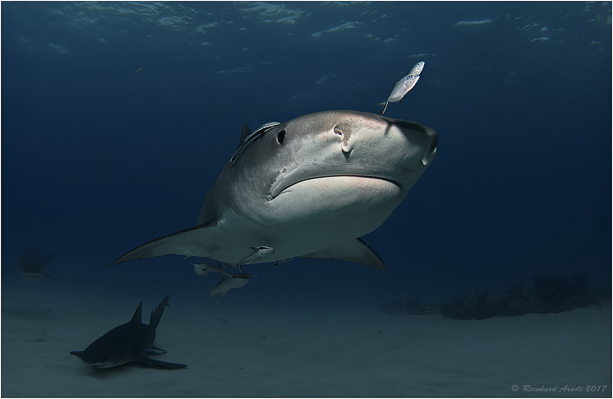 Queen of the reef