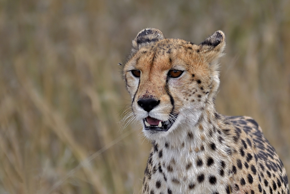 Queen of the savannah