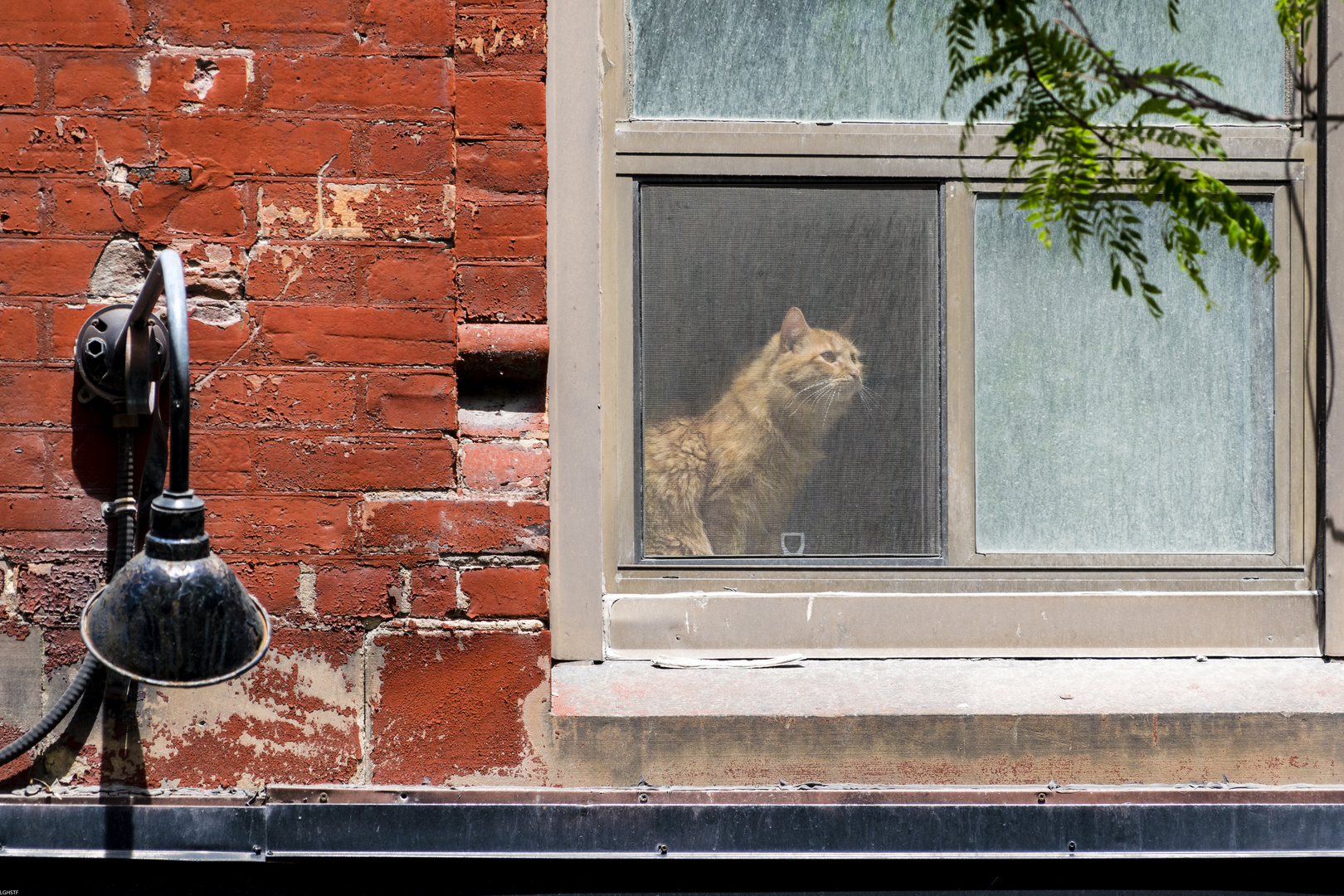 Queen Street Cat