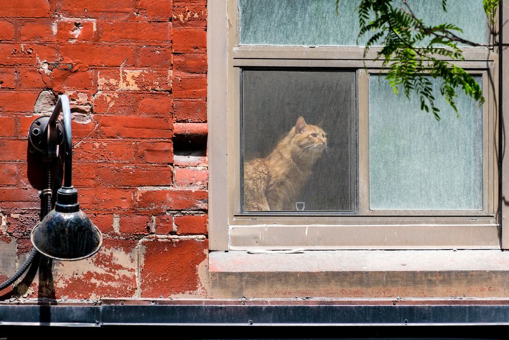 Queen Street Cat