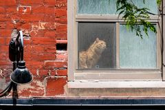 Queen Street Cat