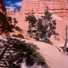 Queen Victoria im Bryce Canyon...