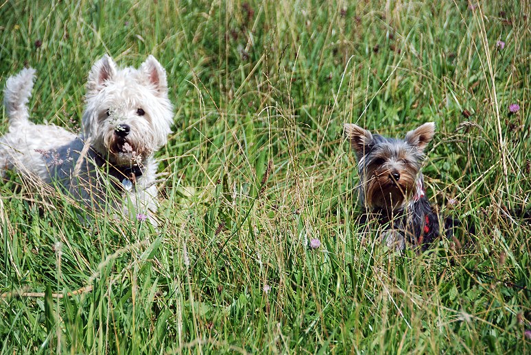 Queenie und Gipsy